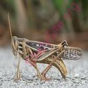 grasshopper (Oops! image not found)